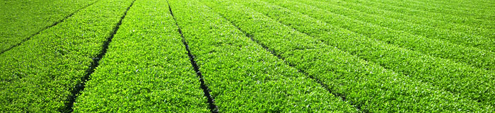 プライバシーポリシー