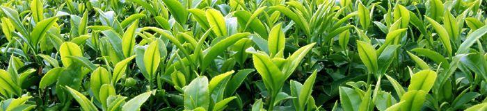 原征彦プロフィール